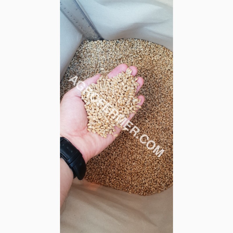 Фото 2. Семена пшеницы сорт FOX канадская трансгенная двуручка