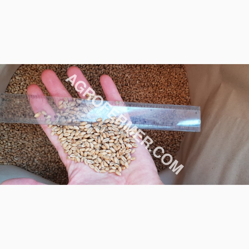Фото 5. Семена пшеницы сорт FOX канадская трансгенная двуручка