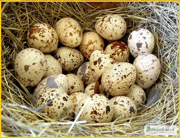 Фото 6. Яйца инкубационные перепела Фараон Испанский и молодняк