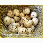 Яйца инкубационные перепела Фараон Испанский и молодняк