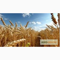 Продам посівний матеріал пшениці Шестопалівка 1 реп-ція