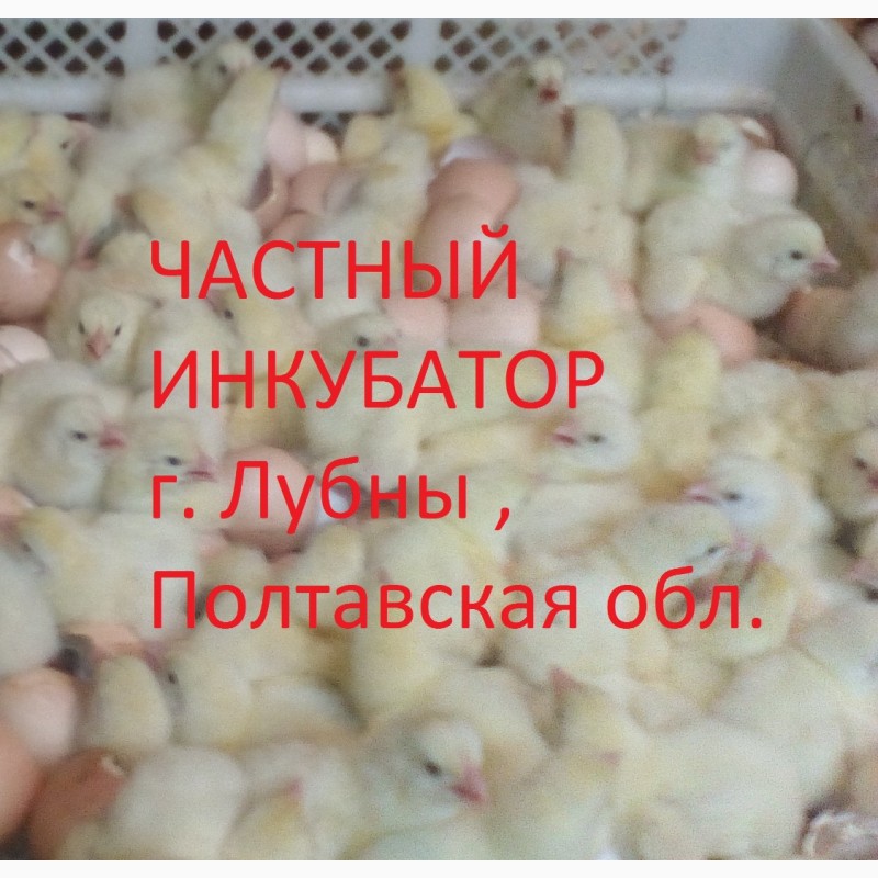 Фото 5. Цыплята бройлера КОББ 500, РОС 308