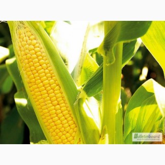 ГРАН» пропонує посівний матеріал гібриду кукурудзи ГРАН 6