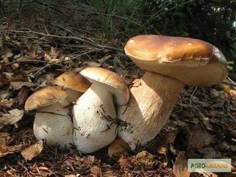 Фото 9. Рассада белых грибов для выращивания грибов под деревьями, в питомниках, в помещениях