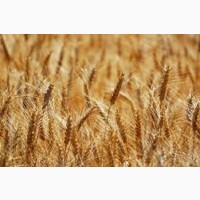 Семена озимой пшеницы ЮБИЛЕЙНАЯ 100