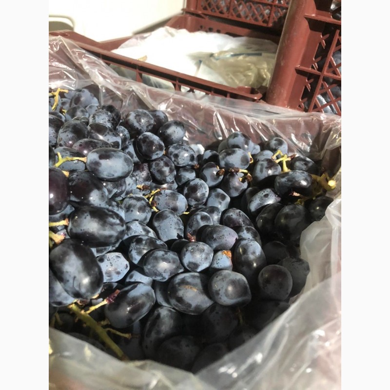 Фото 2. Продам виноград оптом