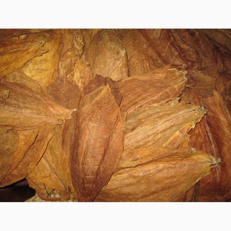Фото 6. Продам семена табака сорт:Вирджиния Голд, ГаванаZ-992, Ксанти(Греция)ориентал, Берли-21