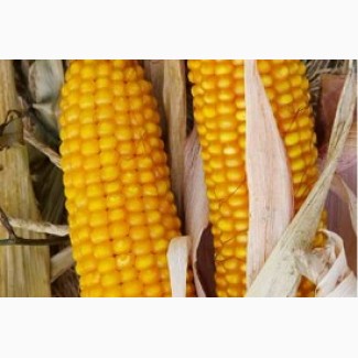 Вакула ФАО 250 посівний матеріал кукурудзи