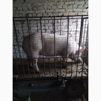 Свиню, свинину, м#039;ясо на ковбаски