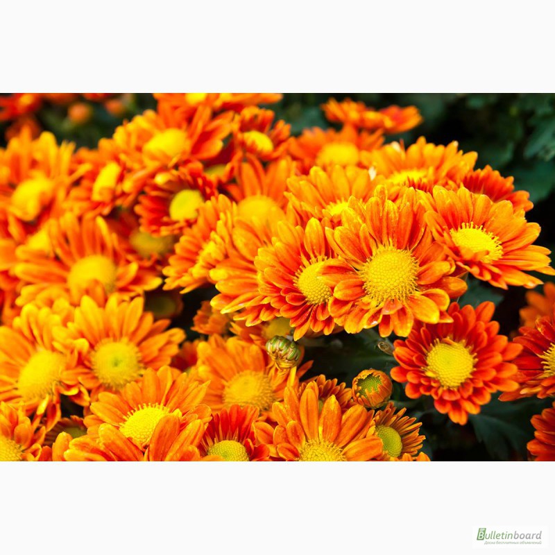 Фото 11. Продаю укорененные саженцы хризантемы