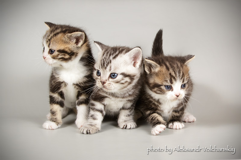 Котята мальчики и девочки очень редкой породы Американская короткошерстная