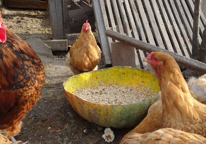 Фото 3. Домашние инкубационные яйца курей Редбро