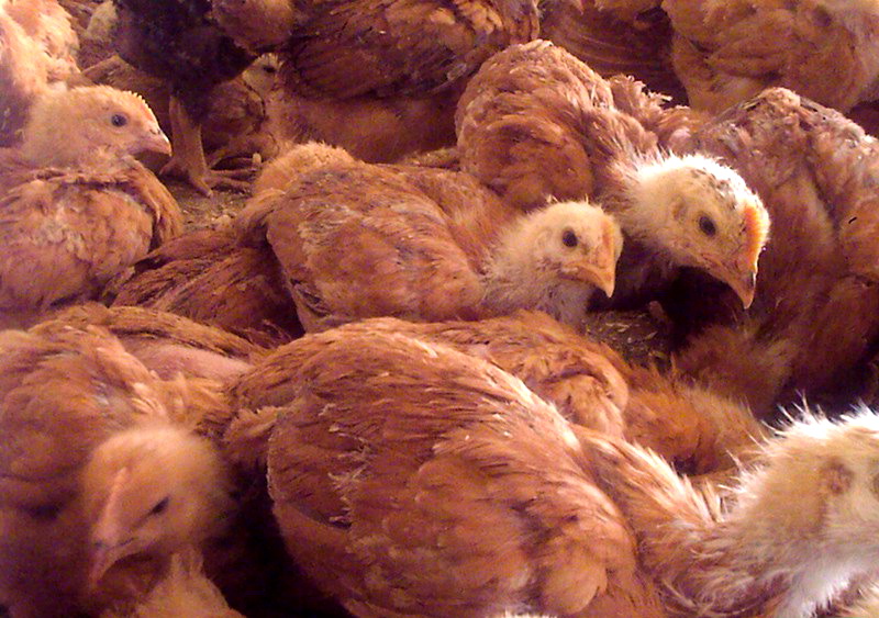 Фото 8. Домашние инкубационные яйца курей Редбро