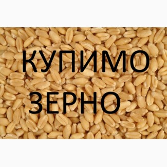 Закуповуємо пшеницю фуражну по Стрийському районі