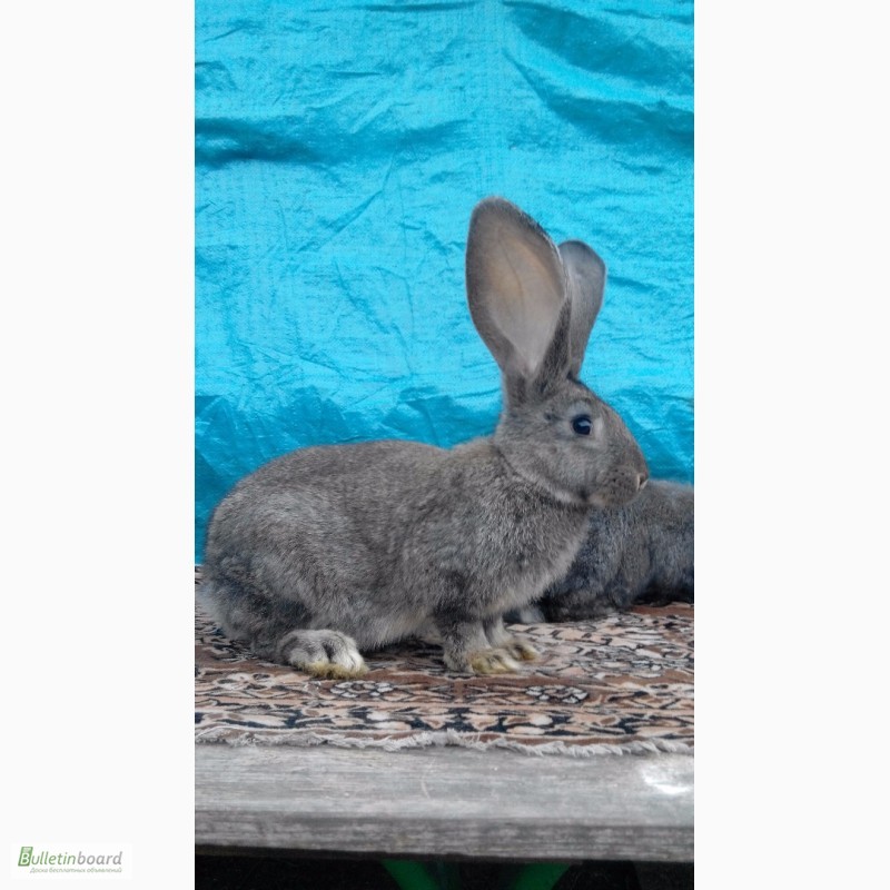 Фото 7. Продам кроликов (Фландр, Обер, Ризен)
