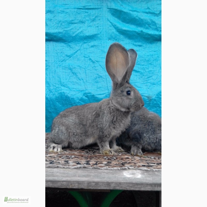 Фото 10. Продам кроликов (Фландр, Обер, Ризен)