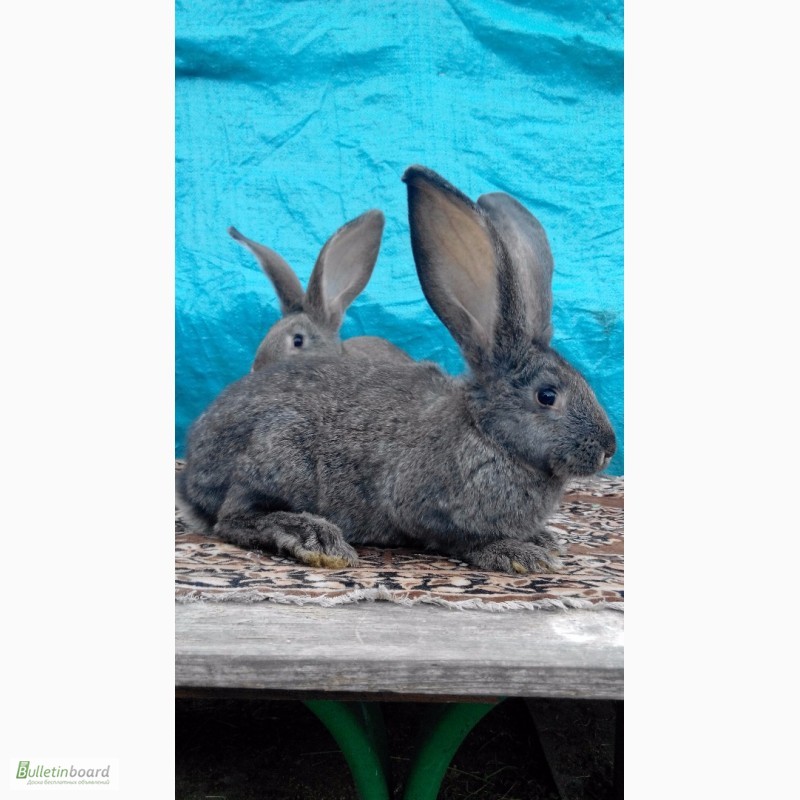 Фото 12. Продам кроликов (Фландр, Обер, Ризен)
