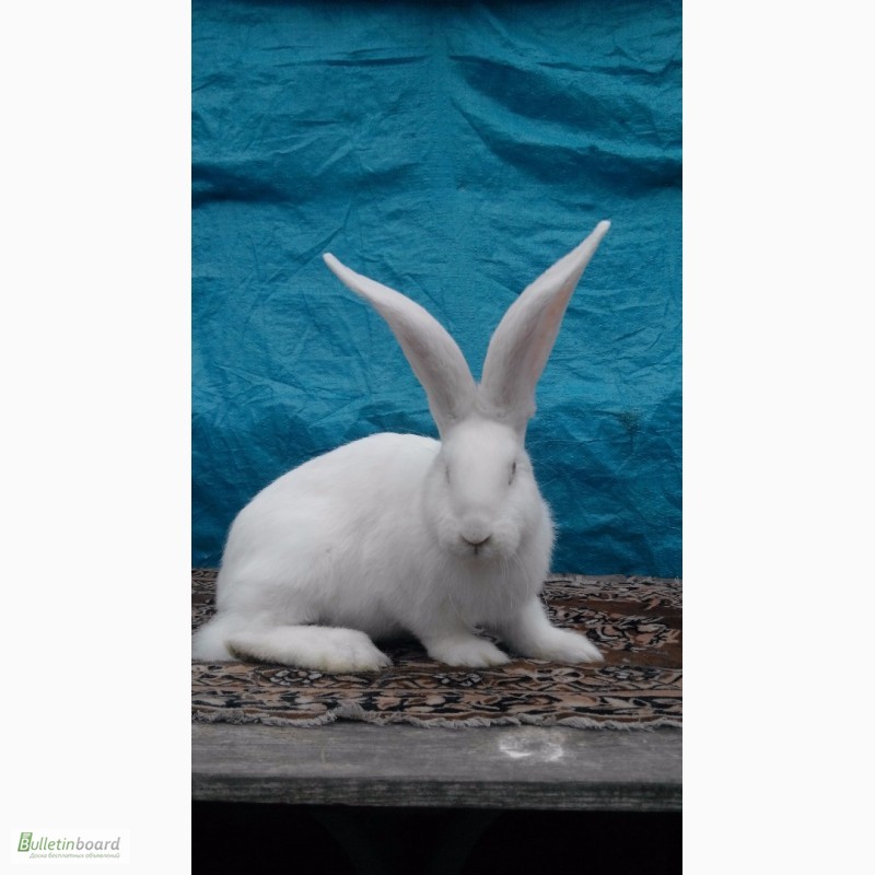 Фото 2. Продам кроликов (Фландр, Обер, Ризен)