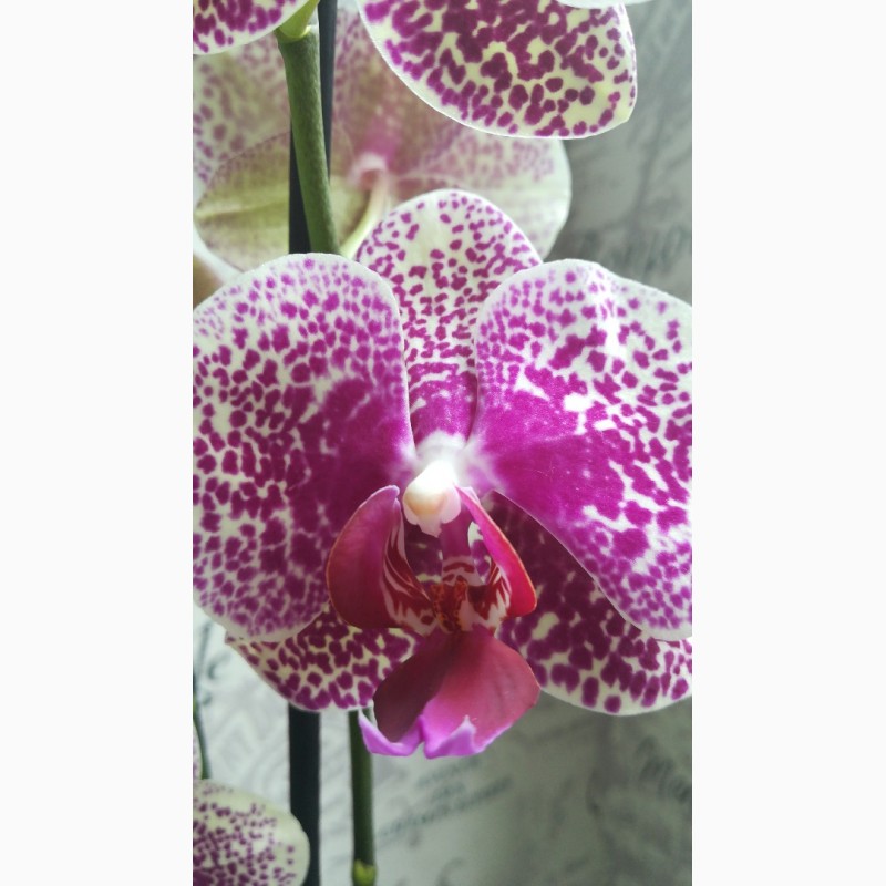 Фото 3. Орхидеи и другие комнатные растения и все для них