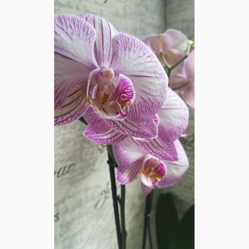 Фото 4. Орхидеи и другие комнатные растения и все для них