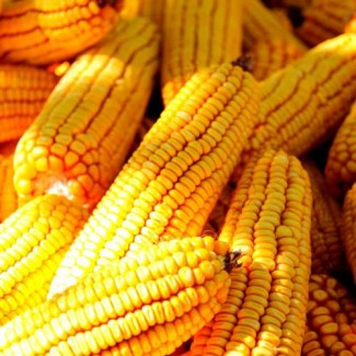 Насіння Кукурузи ВН 6763 (ФАО 320)