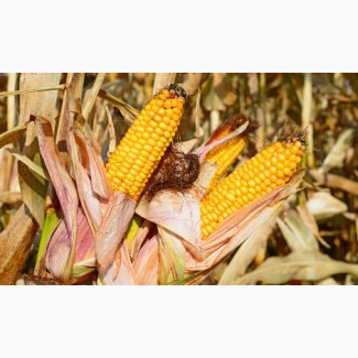 Насіння кукурудзи Яніс (ФАО 270)
