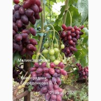 Саженцы и лоза Новых перспективных сортов винограда