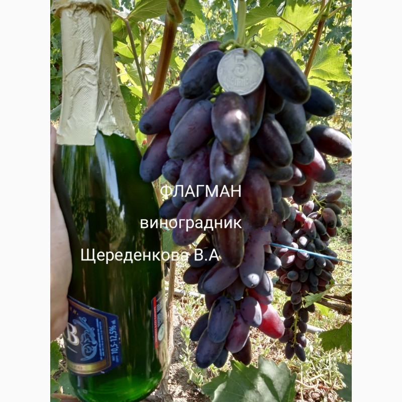 Фото 7. Саженцы и лоза Новых перспективных сортов винограда