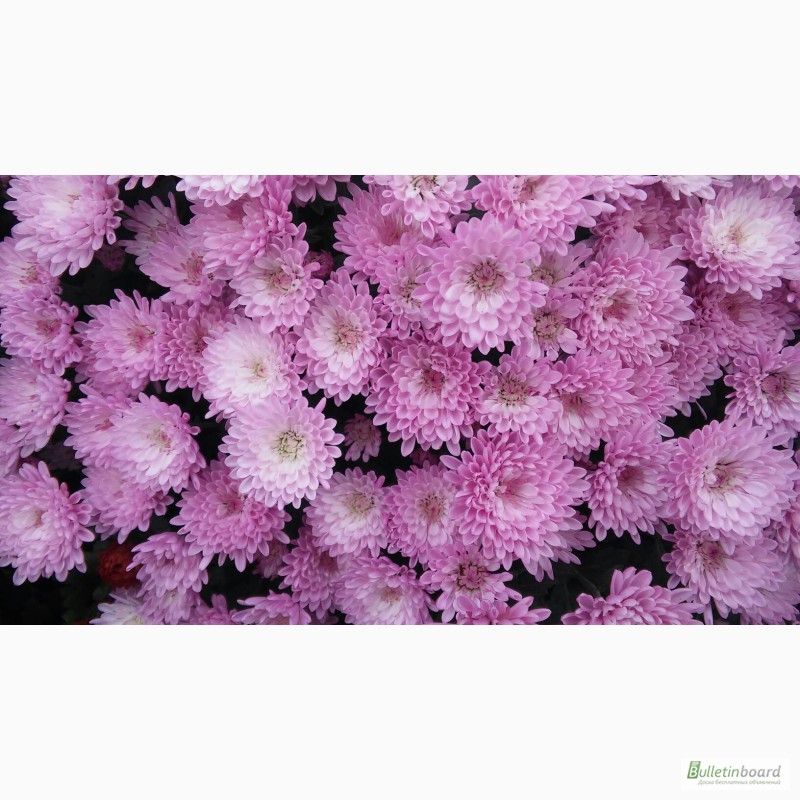 Фото 13. Укорененные саженцы хризантемы