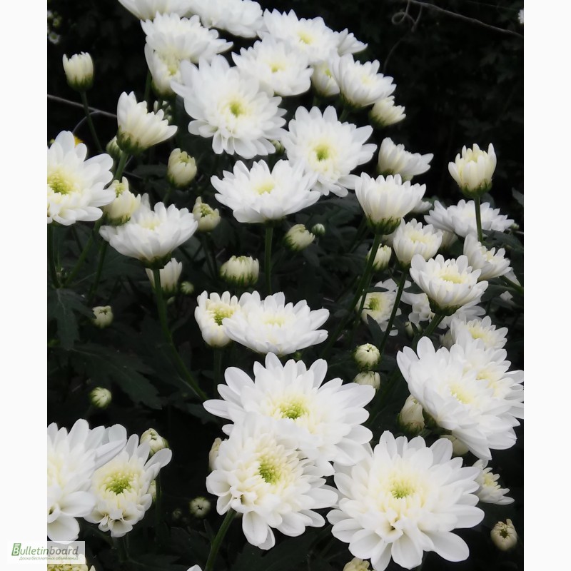 Фото 3. Укорененные саженцы хризантемы
