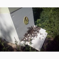 Бджолопакети Карніка 2019