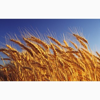 Продам посевной материал пшеницы Шестопаловка Елита