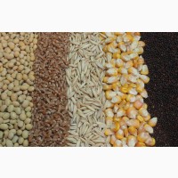 Продажа зерна и зерновых. Пшеница, Кукуруза