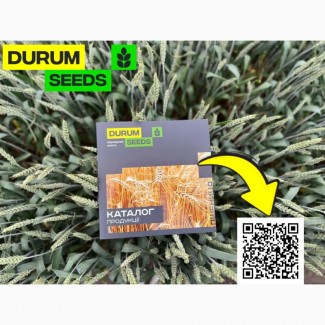 Насіння пшениці 2024 (Оригінатор - Biogranum, Сербія), Durum Seeds