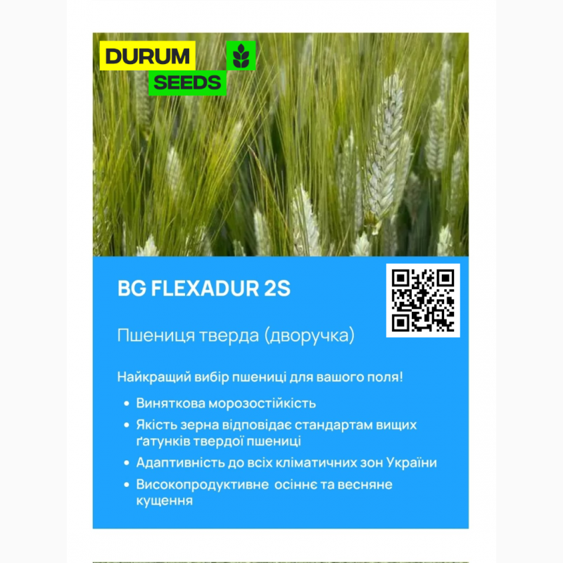 Фото 7. Насіння пшениці 2024 (Оригінатор - Biogranum, Сербія), Durum Seeds