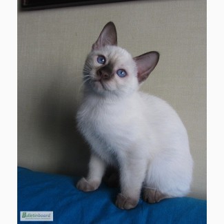 Тайские котята, шоколадный котик Кекс