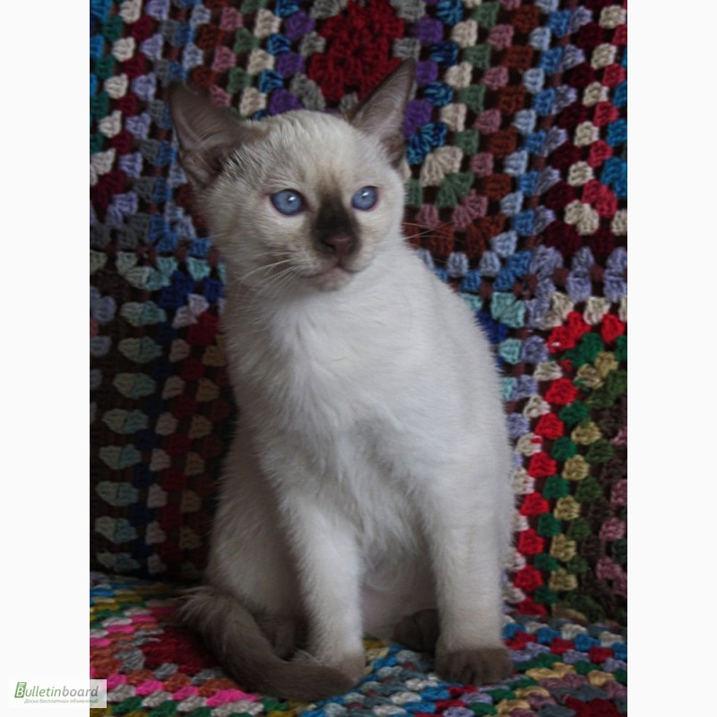 Фото 10. Тайские котята, шоколадный котик Кекс