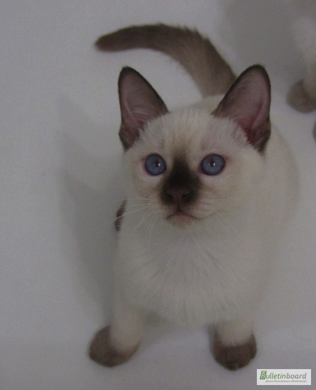 Фото 6. Тайские котята, шоколадный котик Кекс