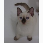 Тайские котята, шоколадный котик Кекс