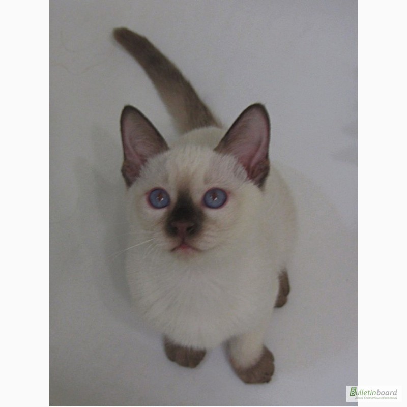 Фото 7. Тайские котята, шоколадный котик Кекс