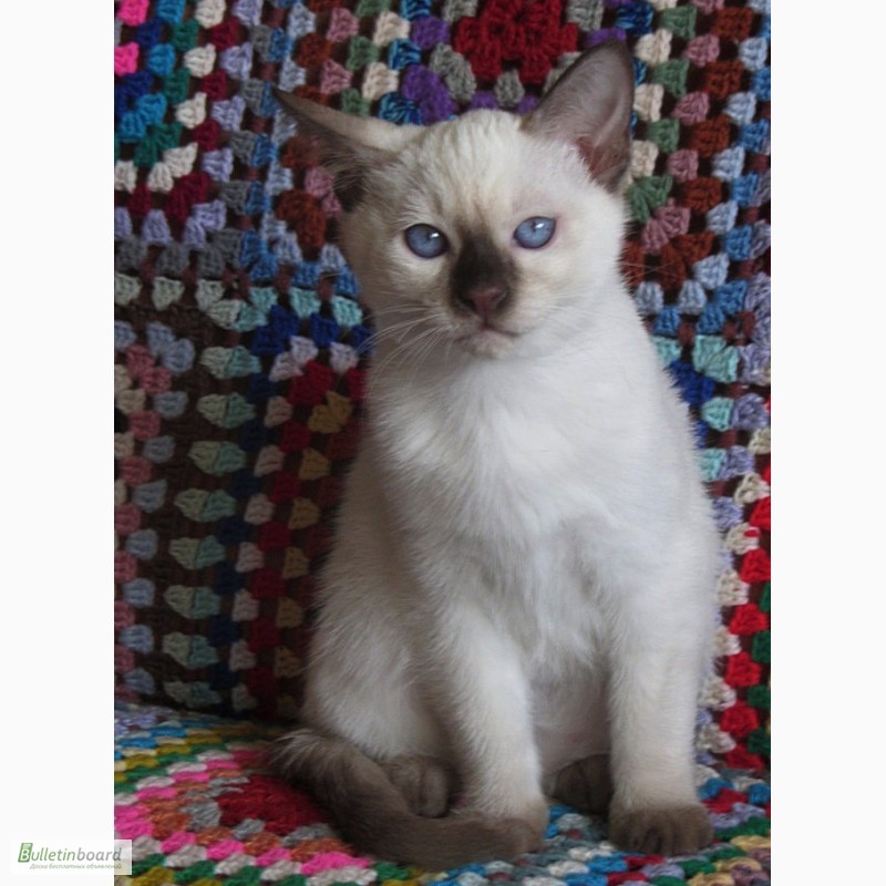 Фото 8. Тайские котята, шоколадный котик Кекс