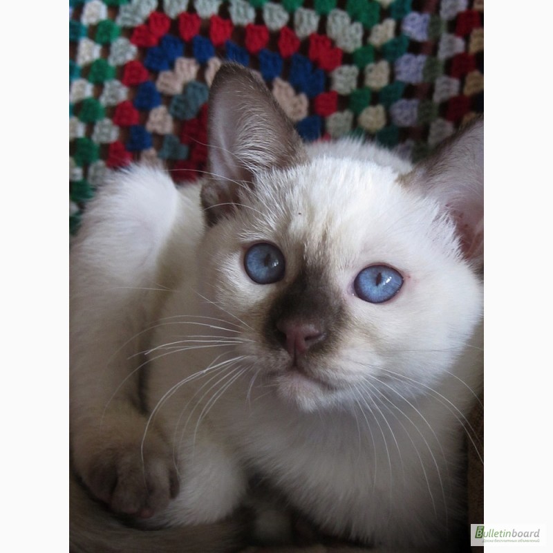 Фото 9. Тайские котята, шоколадный котик Кекс