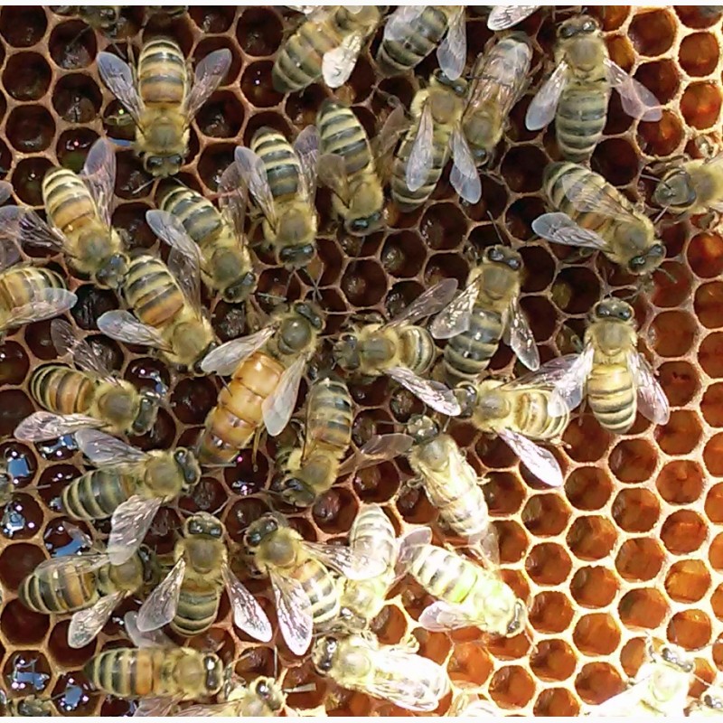 Фото 3. Матки пчелиные породы БАКФАСТ
