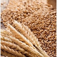 Зерновідходи, некондицію зернових куплю