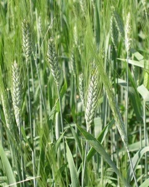 Фото 2. Насіння пшениці твердої, ярої Спадщина, еліта