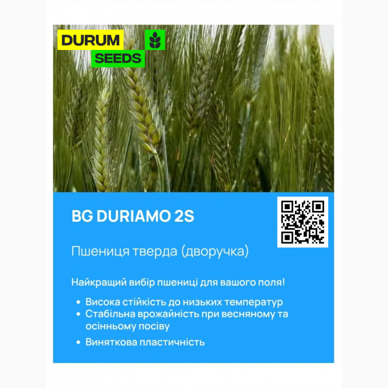 Фото 2. Насіння пшениці Durum Seeds - Оригінатор - Biogranum ( Сербія )