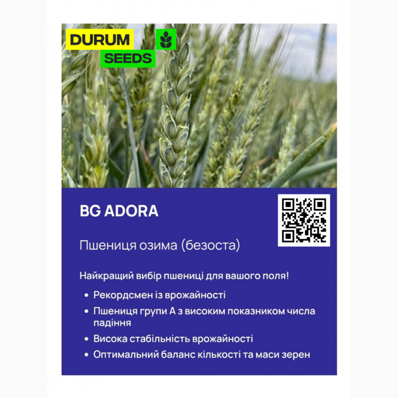 Фото 4. Насіння пшениці Durum Seeds - Оригінатор - Biogranum ( Сербія )