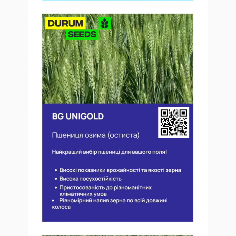 Фото 6. Насіння пшениці Durum Seeds - Оригінатор - Biogranum ( Сербія )