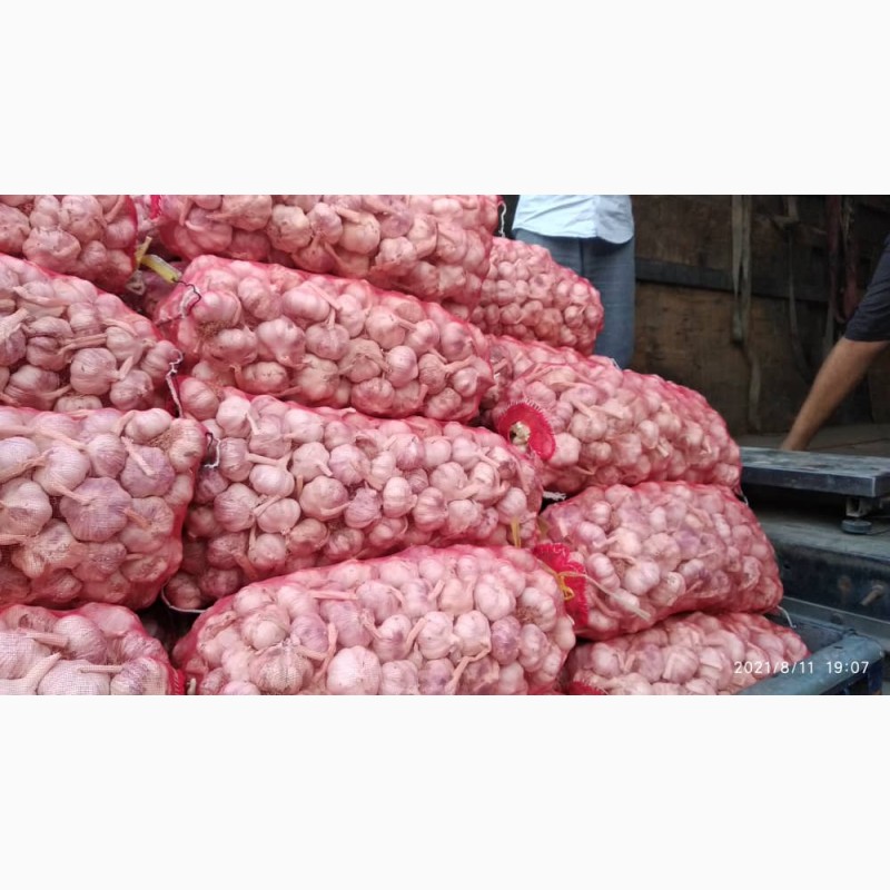Фото 4. Продам чеснок от поставщика с Узбекистана от 20 тонн. 100 % предоплата