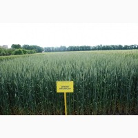 Берегиня миронівська пшениця озима посівний матеріал